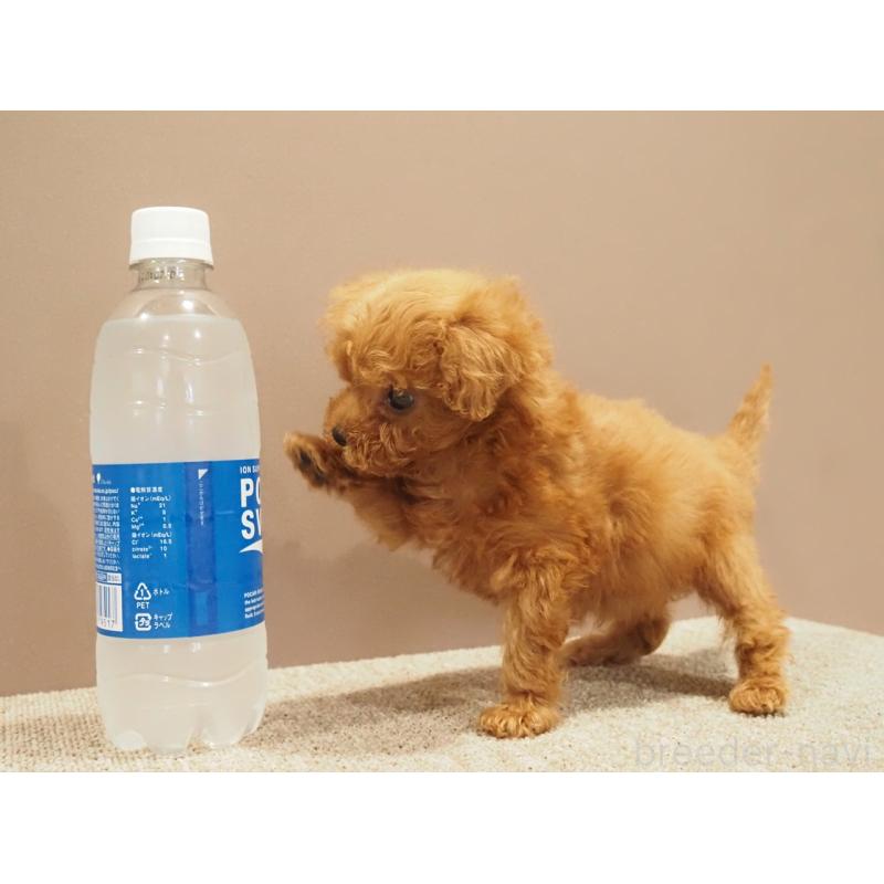 販売中の愛知県のティーカッププードル-425617の7枚目