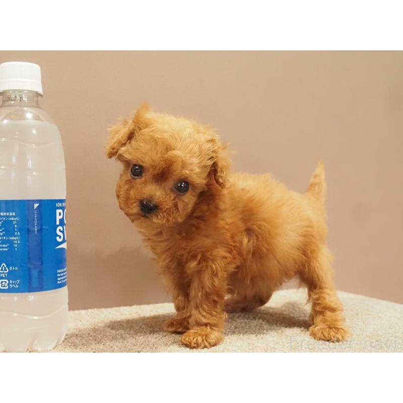 販売中の愛知県のティーカッププードル-425617の6枚目