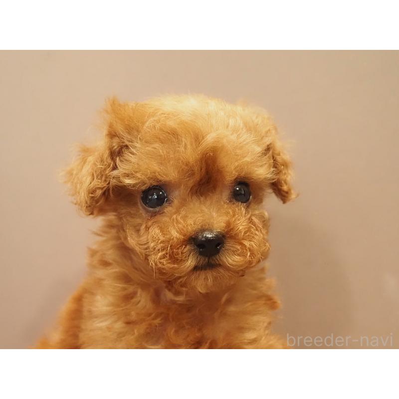 販売中の愛知県のティーカッププードル-425617の5枚目