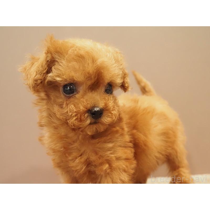 販売中の愛知県のティーカッププードル-425617の4枚目