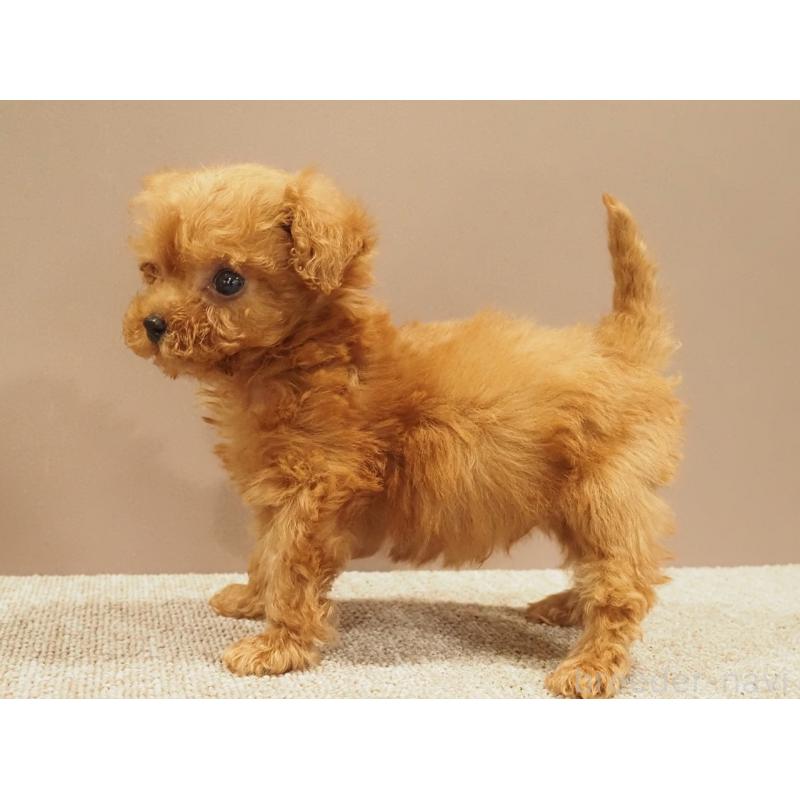 販売中の愛知県のティーカッププードル-425617の3枚目