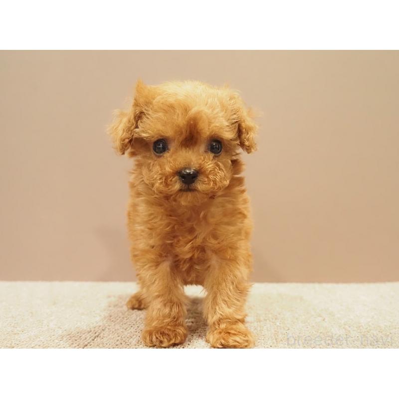 販売中の愛知県のティーカッププードル-425617の2枚目