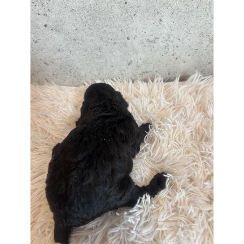 販売中の鹿児島県のタイニープードル-425618の2枚目