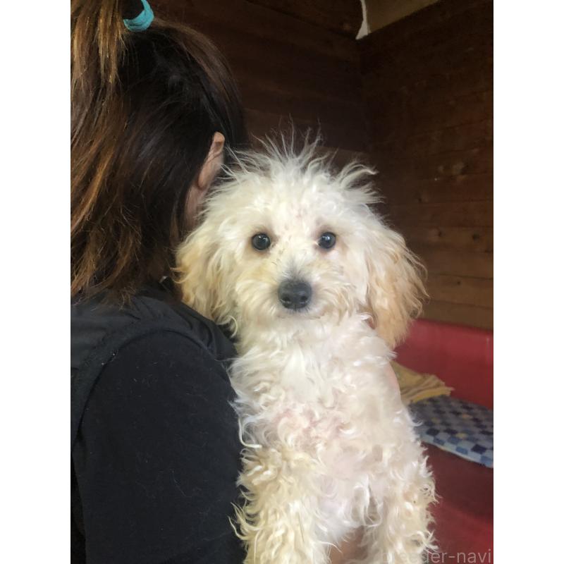 販売中の兵庫県のトイプードル-394924の10枚目