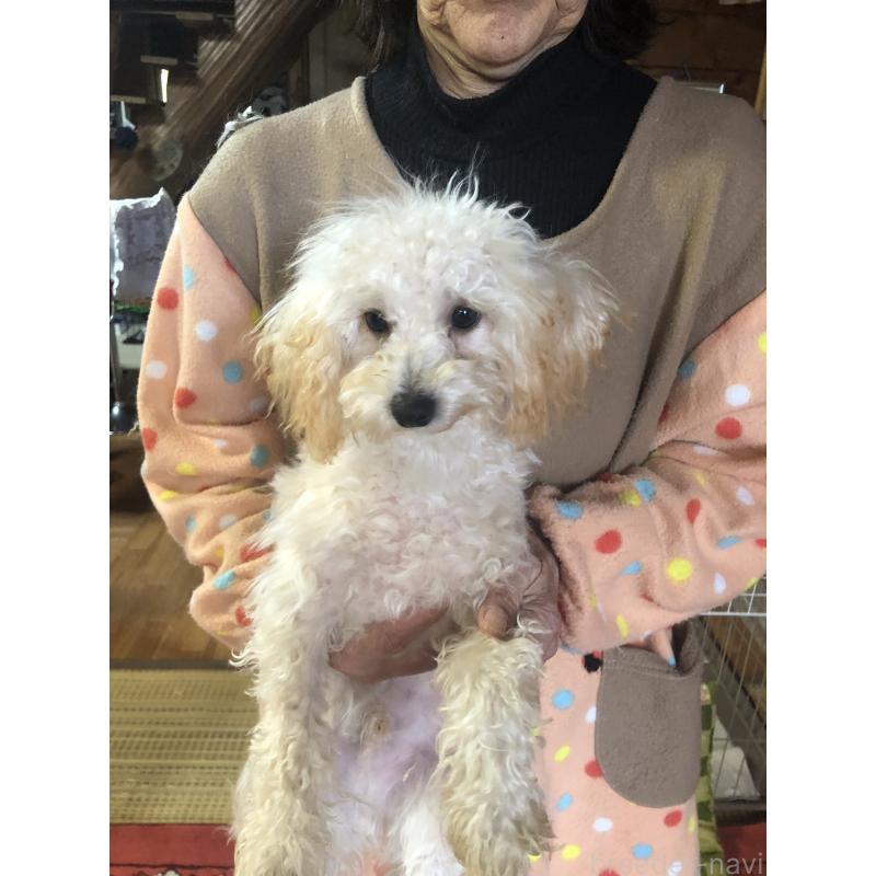 販売中の兵庫県のトイプードル-394924の9枚目