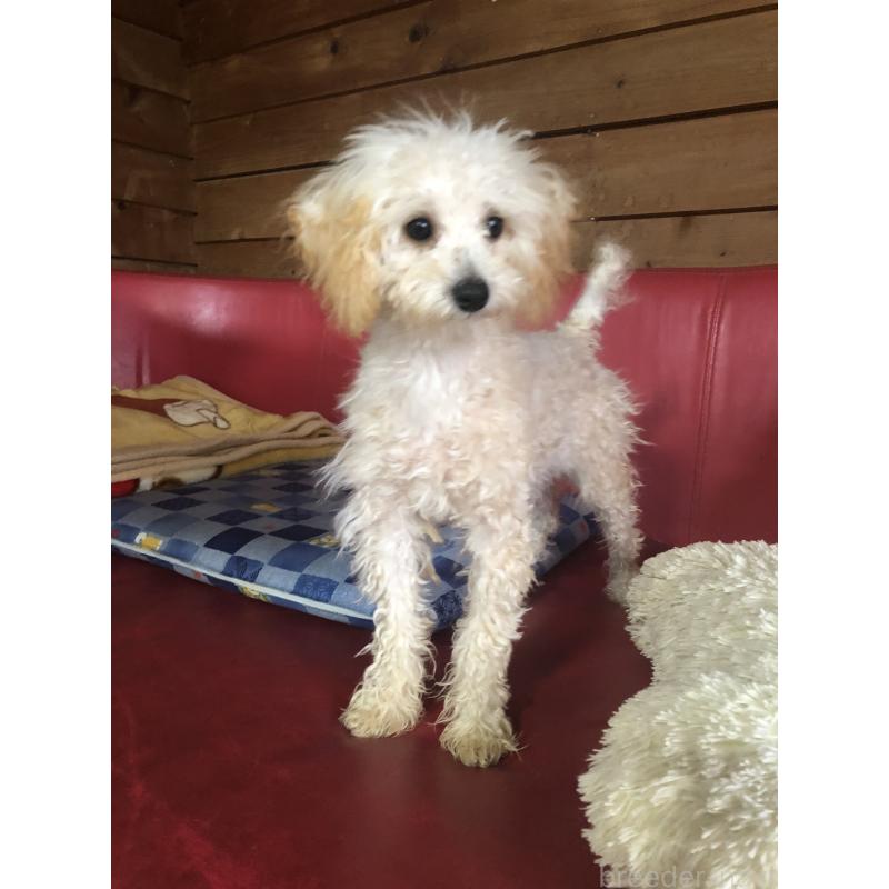 販売中の兵庫県のトイプードル-394924の8枚目