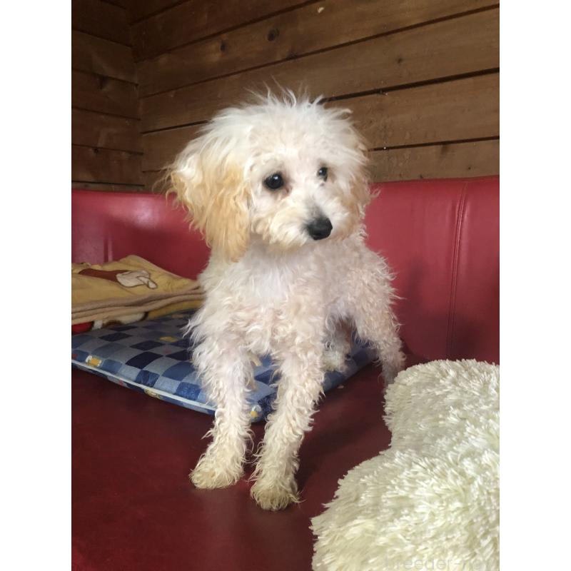 販売中の兵庫県のトイプードル-394924の7枚目