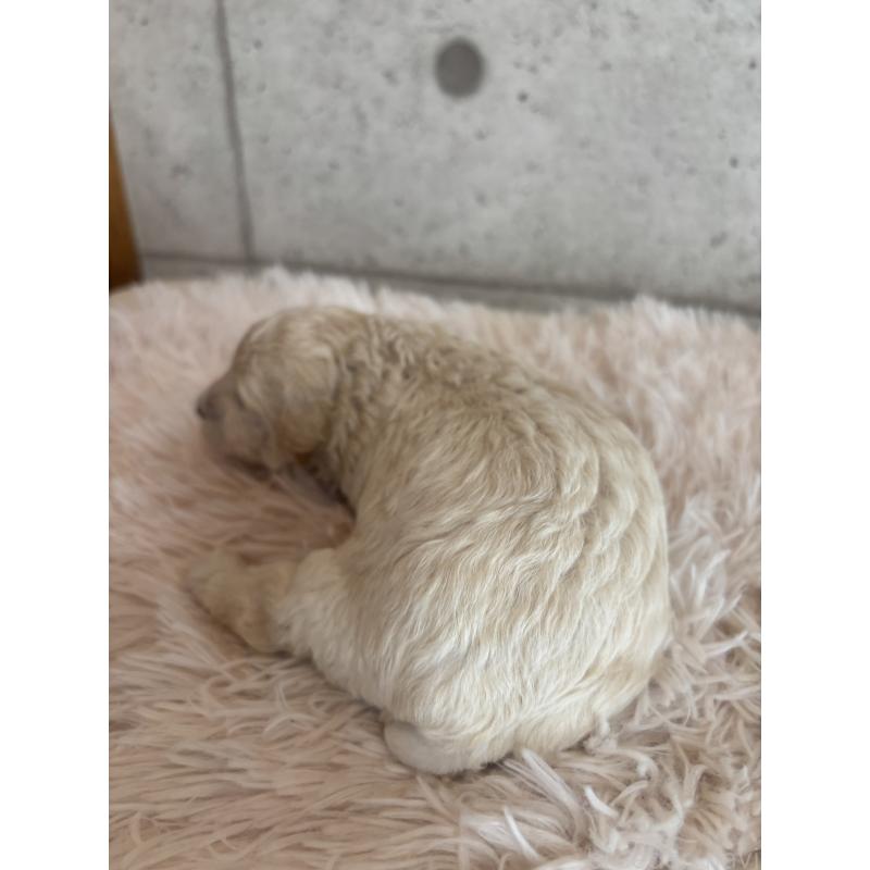 販売中の鹿児島県のタイニープードル-425619の2枚目