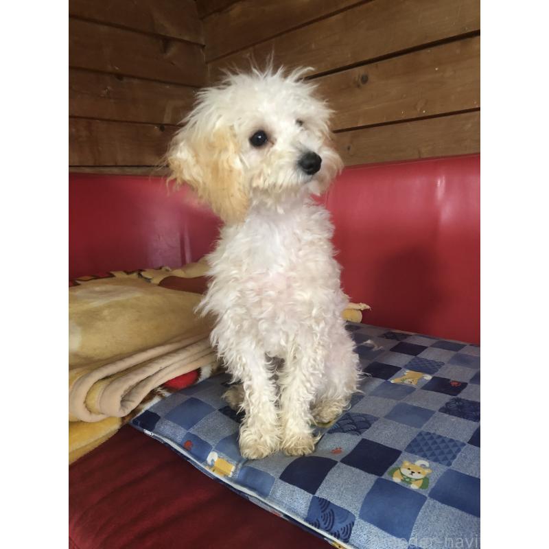 販売中の兵庫県のトイプードル-394924の6枚目