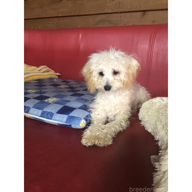 販売中の兵庫県のトイプードル-394924の5枚目