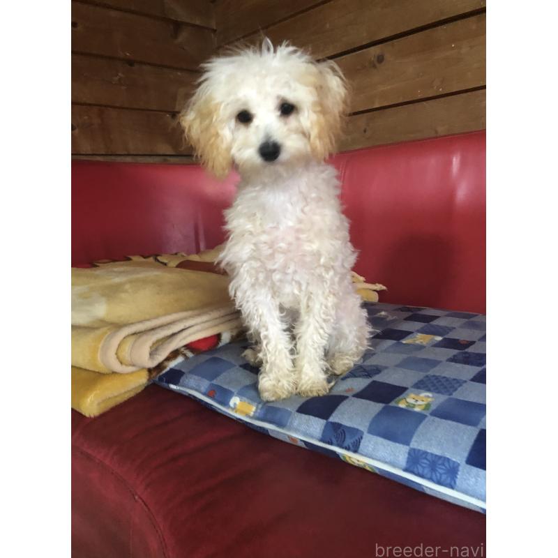 販売中の兵庫県のトイプードル-394924の4枚目