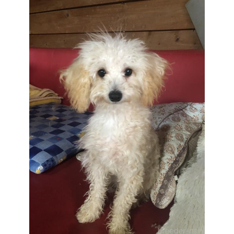 販売中の兵庫県のトイプードル-394924の3枚目