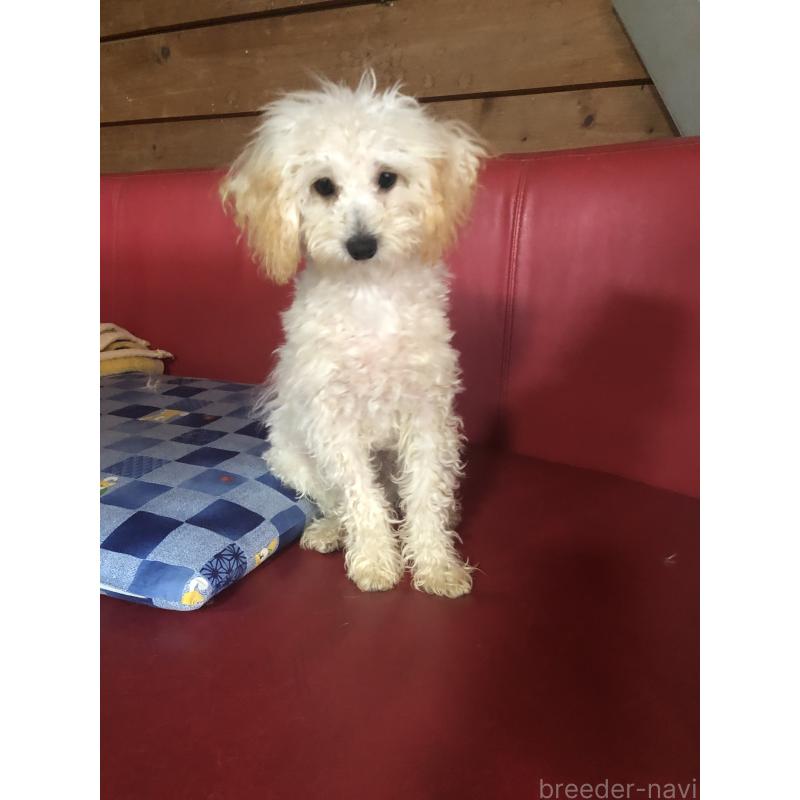 販売中の兵庫県のトイプードル-394924の2枚目