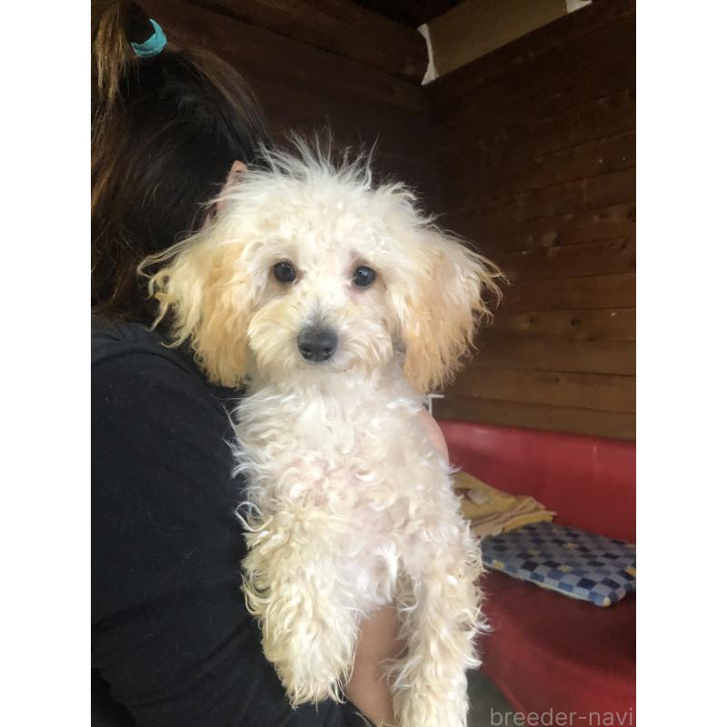 販売中の兵庫県のトイプードル-394924の1枚目