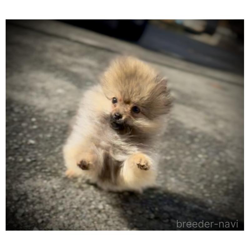 販売中の岩手県のポメラニアン-425621の11枚目