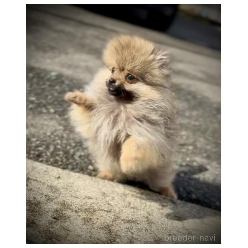 販売中の岩手県のポメラニアン-425621の10枚目