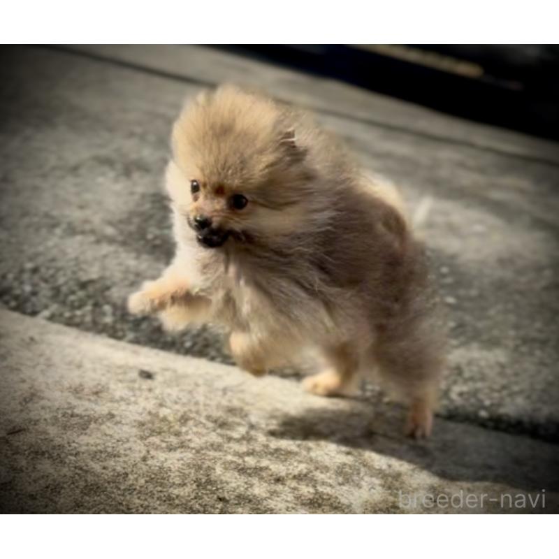 販売中の岩手県のポメラニアン-425621の9枚目