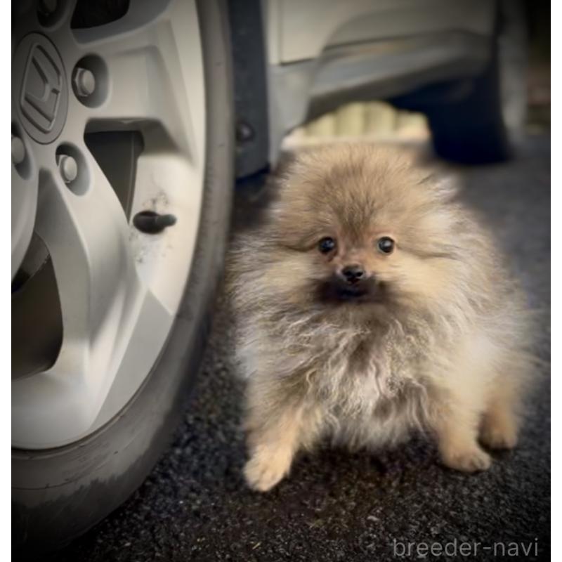 販売中の岩手県のポメラニアン-425621の8枚目