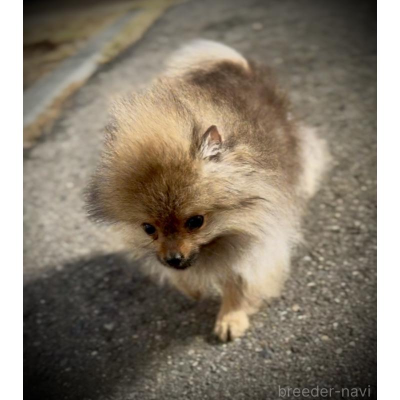 販売中の岩手県のポメラニアン-425621の7枚目