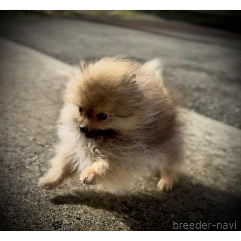 販売中の岩手県のポメラニアン-425621の6枚目