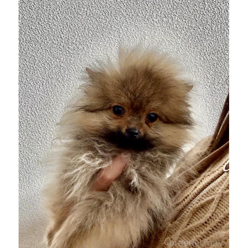 販売中の岩手県のポメラニアン-425621の5枚目