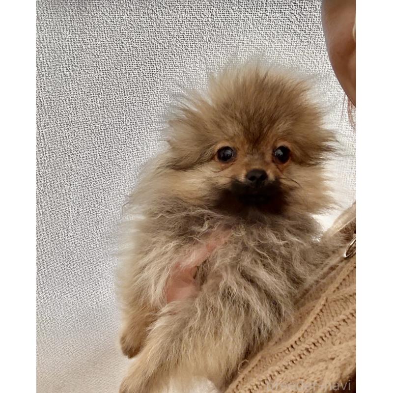 販売中の岩手県のポメラニアン-425621の4枚目