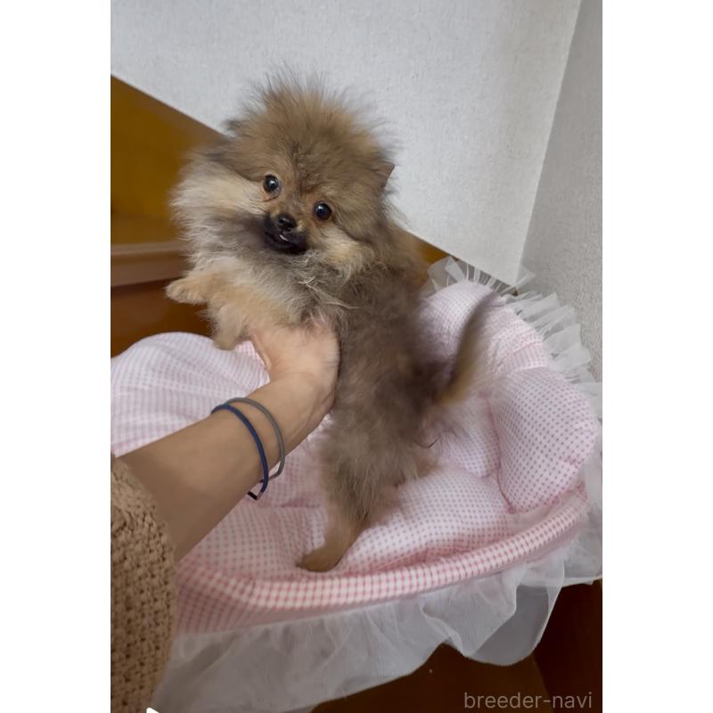 販売中の岩手県のポメラニアン-425621の3枚目