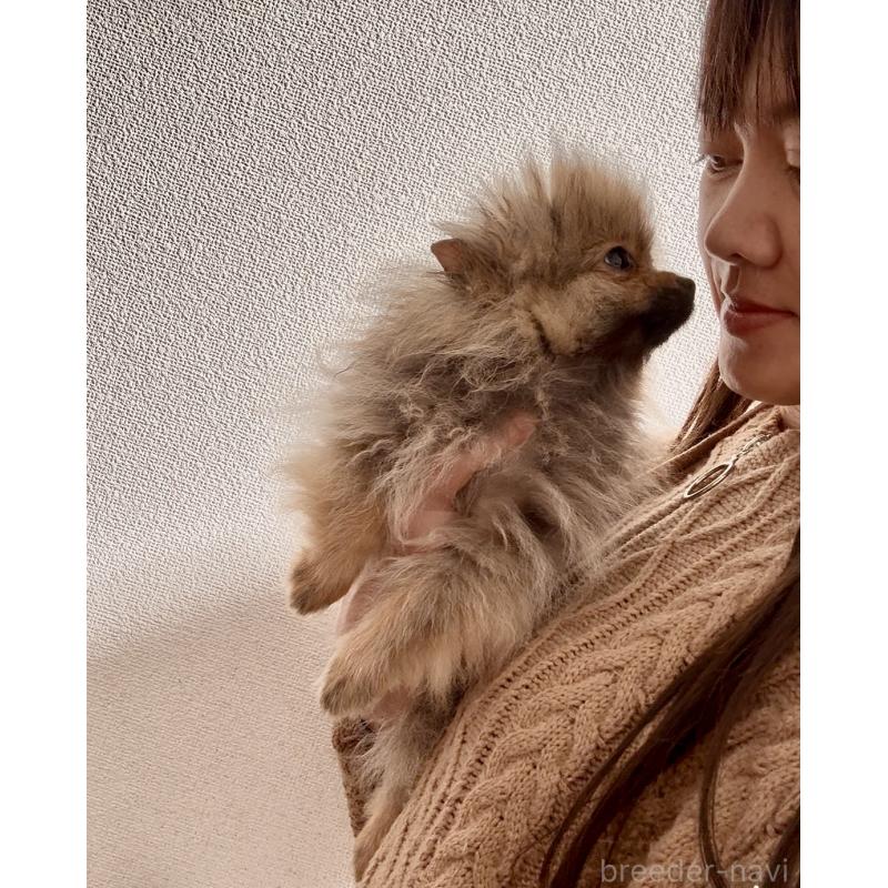 販売中の岩手県のポメラニアン-425621の2枚目