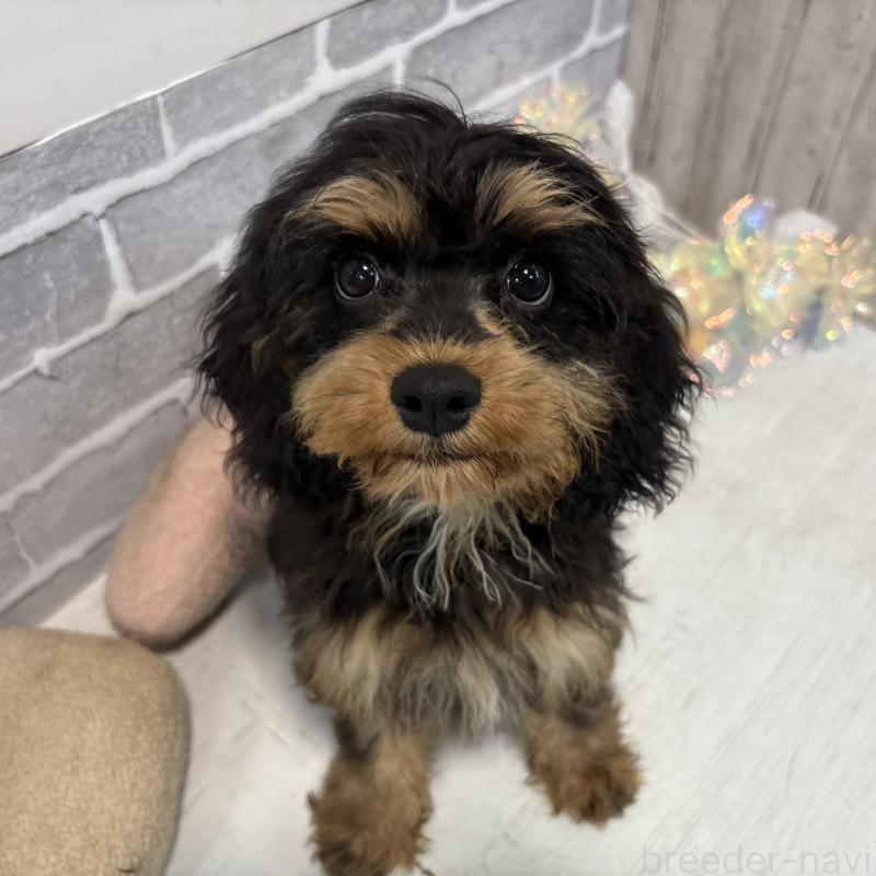 販売中の東京都のキャバリアキングチャールズスパニエル-408776