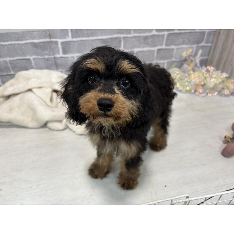 販売中の東京都のキャバリアキングチャールズスパニエル-408776の5枚目