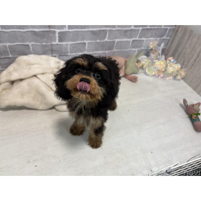 販売中の東京都のキャバリアキングチャールズスパニエル-408776の4枚目