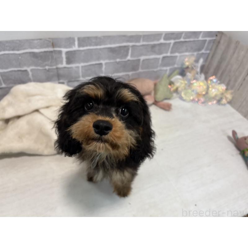 販売中の東京都のキャバリアキングチャールズスパニエル-408776の3枚目