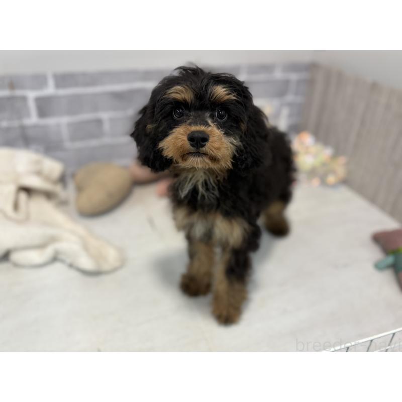 販売中の東京都のキャバリアキングチャールズスパニエル-408776の2枚目