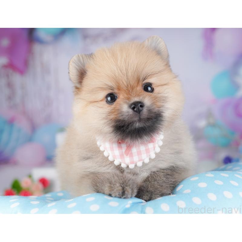 販売中の千葉県のポメラニアン-425622の1枚目