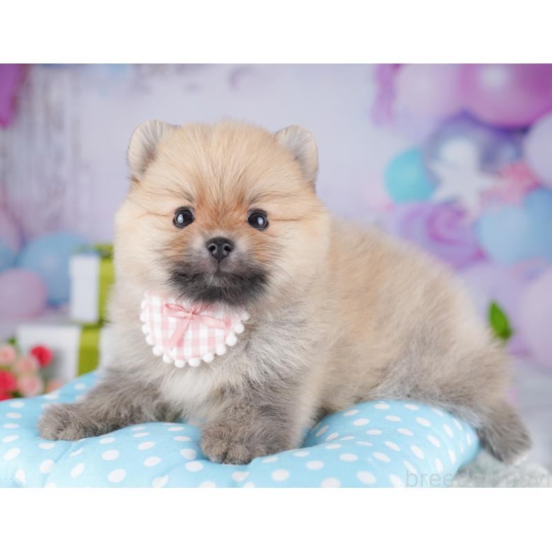 販売中の千葉県のポメラニアン-425622の9枚目
