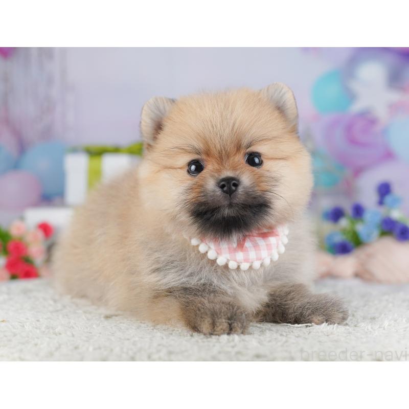 販売中の千葉県のポメラニアン-425622の7枚目