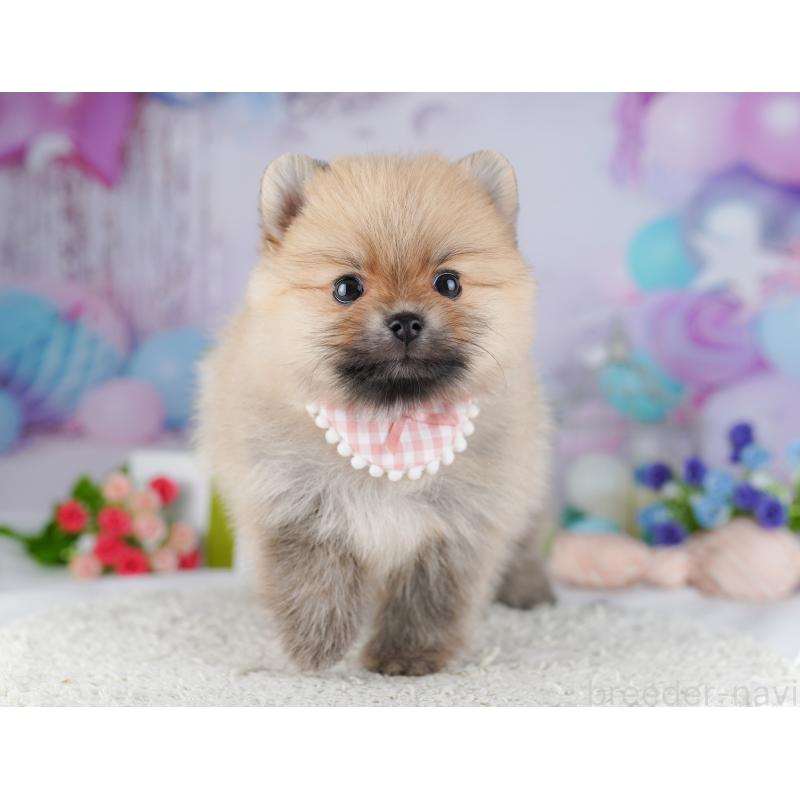 販売中の千葉県のポメラニアン-425622の6枚目