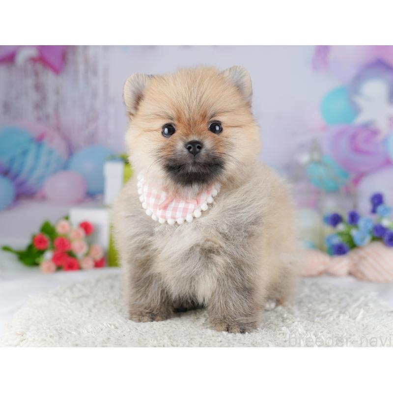 販売中の千葉県のポメラニアン-425622の5枚目