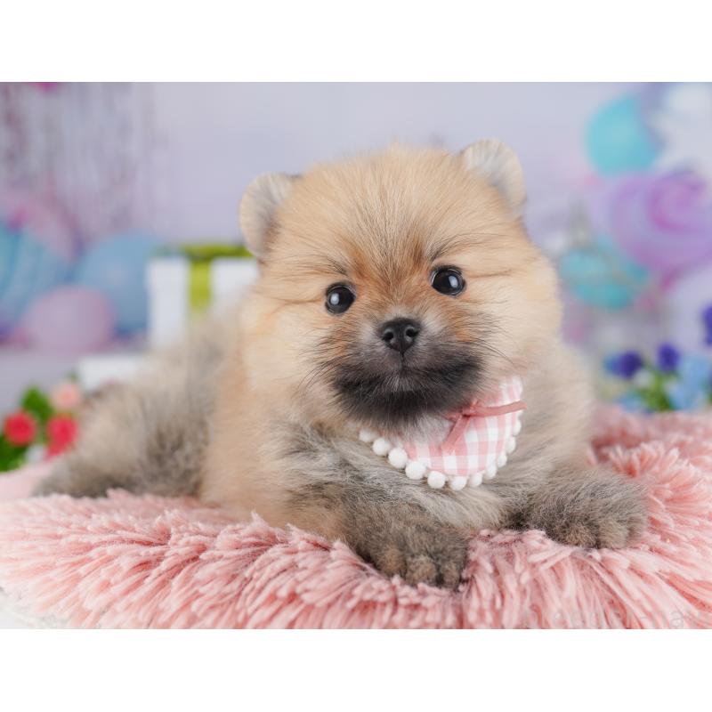 販売中の千葉県のポメラニアン-425622の4枚目