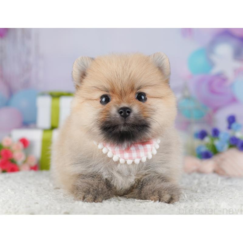 販売中の千葉県のポメラニアン-425622の3枚目