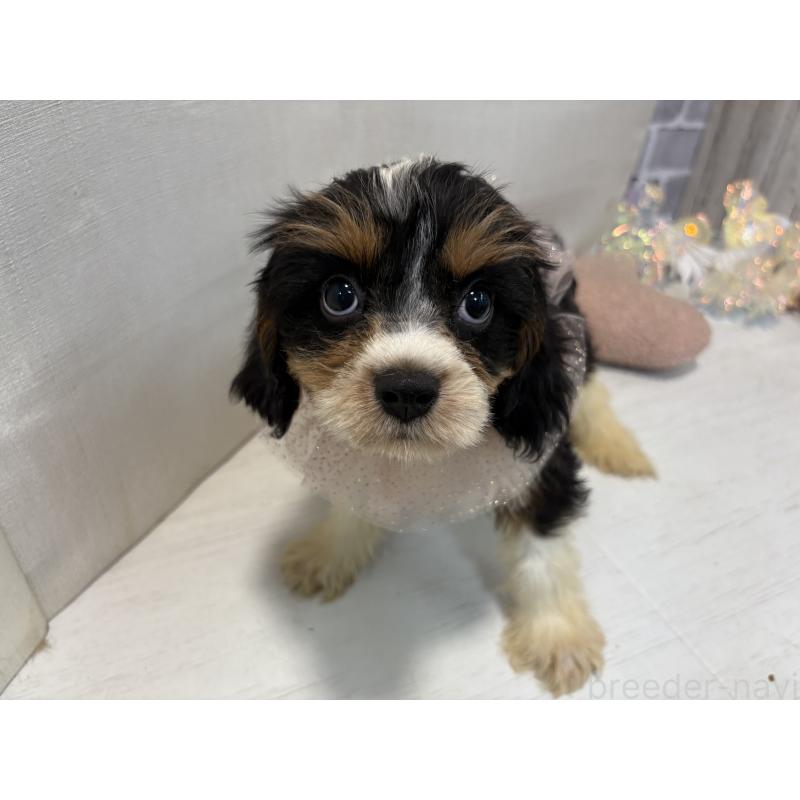 販売中の東京都のキャバプー:キャバリア×トイプードル-420725の10枚目