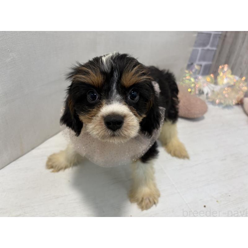 販売中の東京都のキャバプー:キャバリア×トイプードル-420725の9枚目