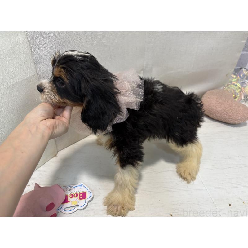 販売中の東京都のキャバプー:キャバリア×トイプードル-420725の8枚目