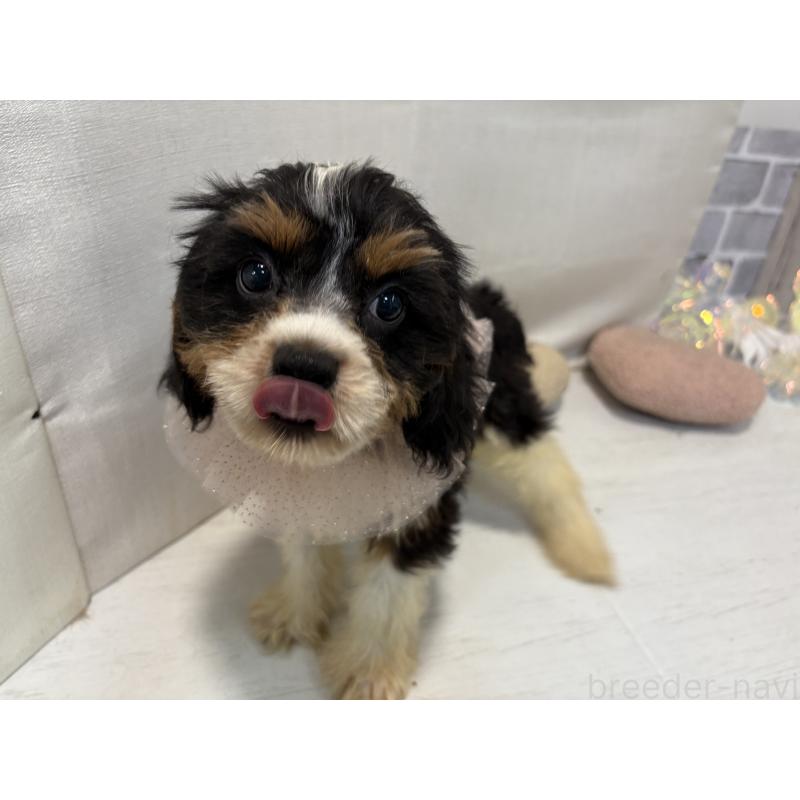 販売中の東京都のキャバプー:キャバリア×トイプードル-420725の7枚目