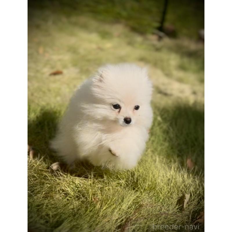 販売中の岩手県のポメラニアン-418616の8枚目