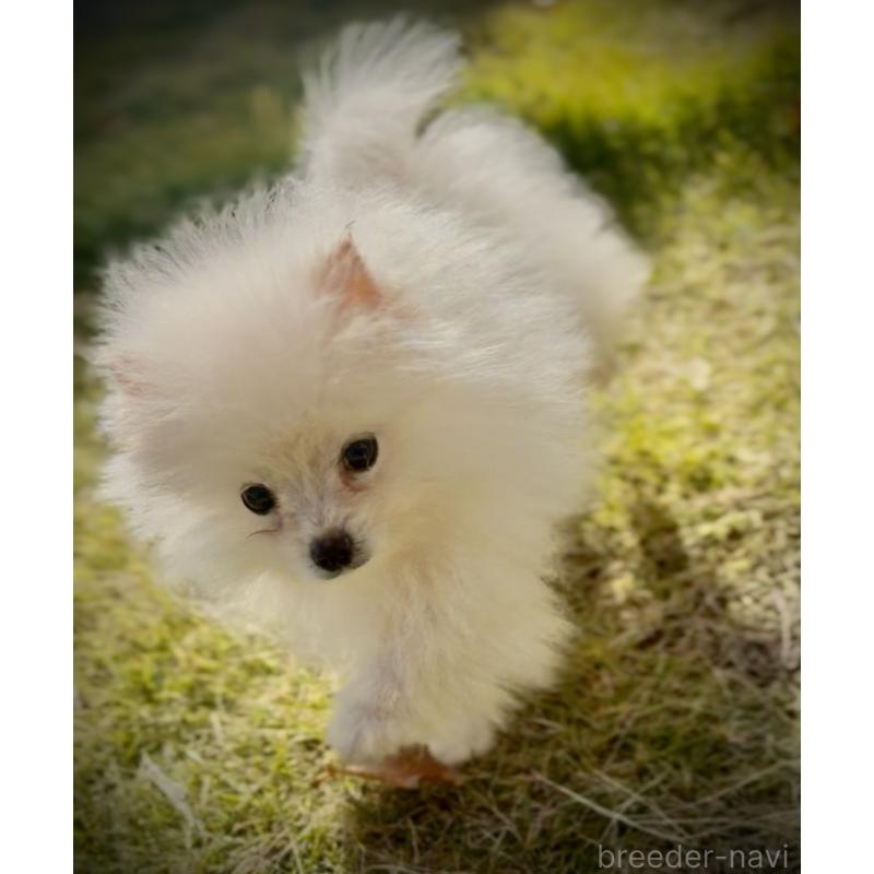 販売中の岩手県のポメラニアン-418616の7枚目