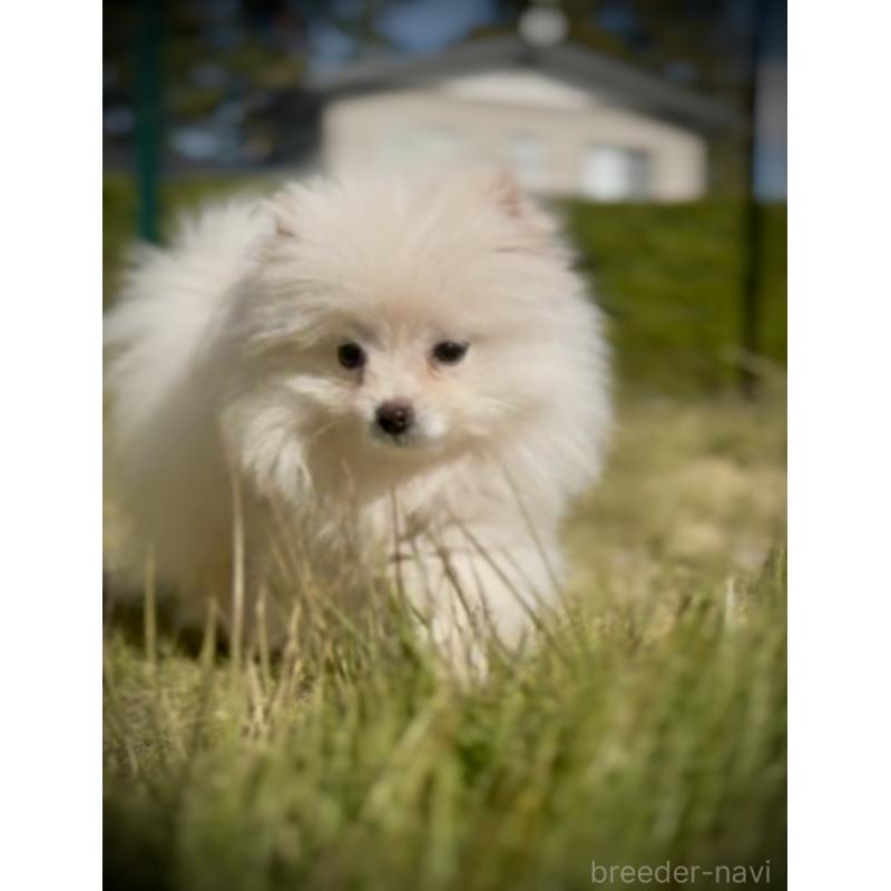 販売中の岩手県のポメラニアン-418616の6枚目