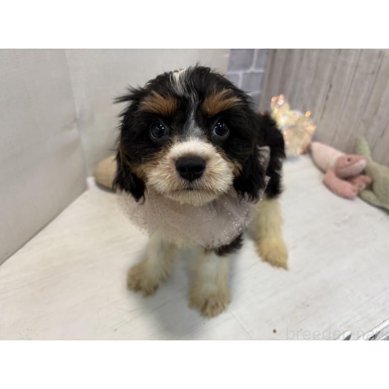 販売中の東京都のキャバプー:キャバリア×トイプードル-420725の6枚目