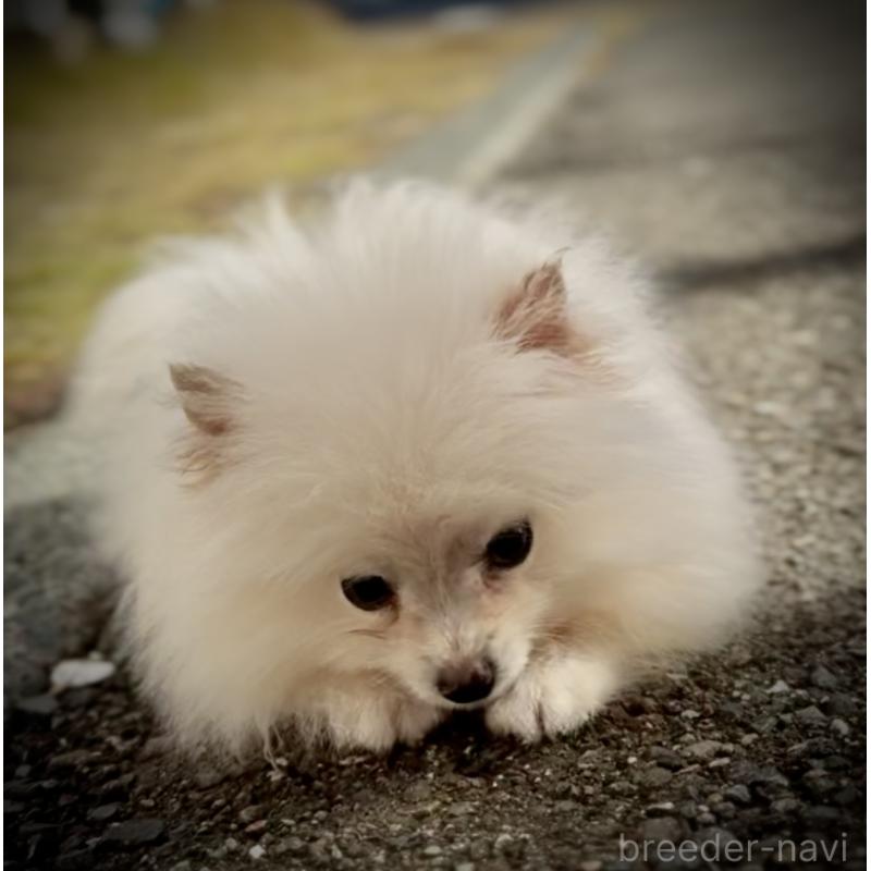 販売中の岩手県のポメラニアン-418616の4枚目