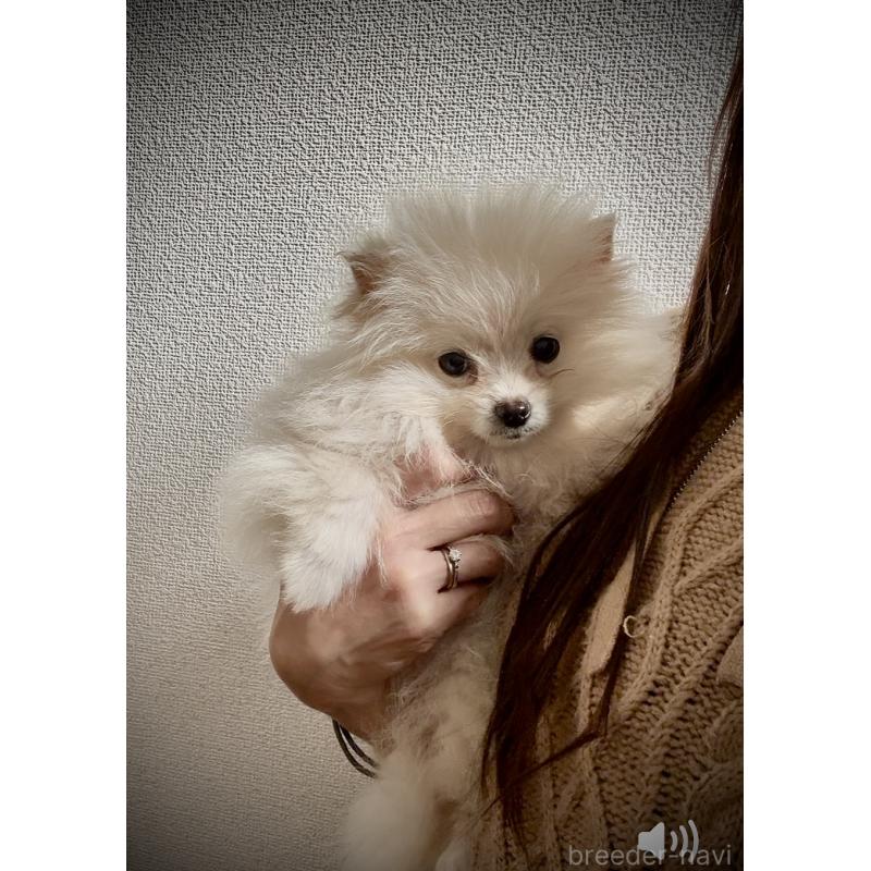 販売中の岩手県のポメラニアン-418616の3枚目